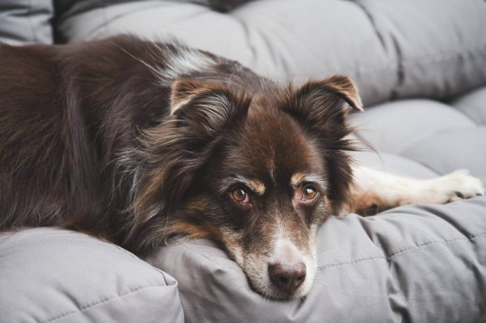 Naučíte svého mazlíčka sledovat televizi? DogTV se o to pokusí