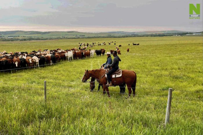 Viasat Nature s novým čtyřdílným dokumentem o divočině a ohrožených ekosystémech