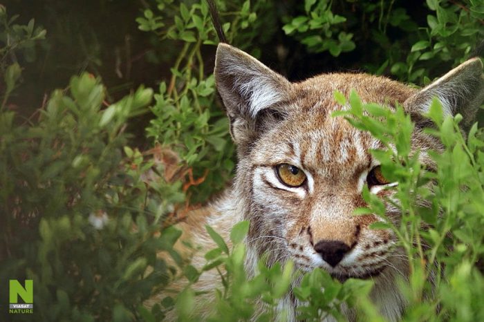 Viasat Nature v pondělí odpremiéruje dokumentární sérii Evropská divočina